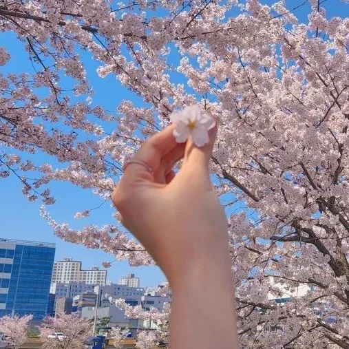마카롱
