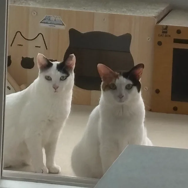 또롱