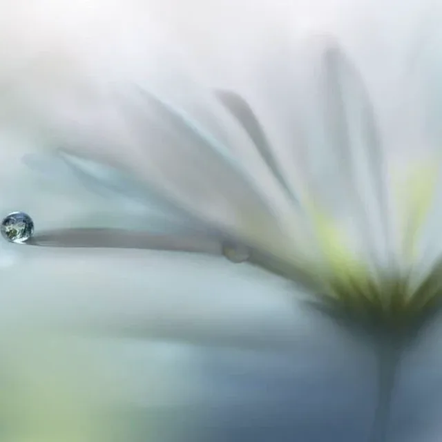코이