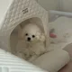 포뇨봄이