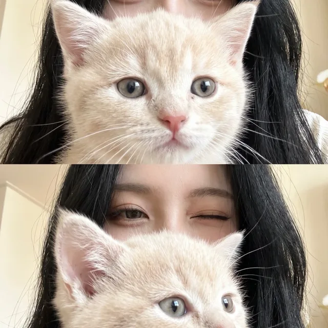 냥냥냥냥냥펀치