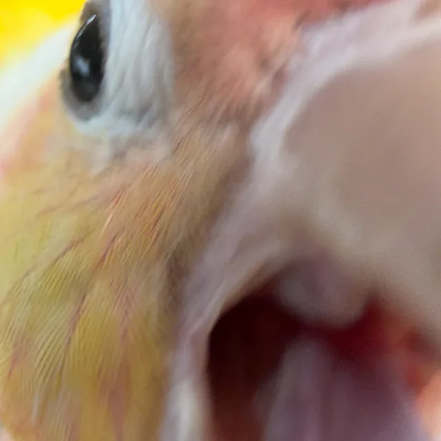 앵무