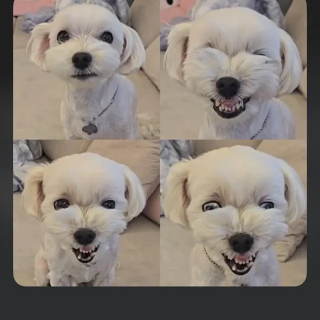 오예스