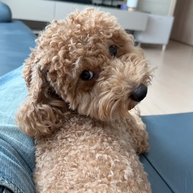 다금바리회