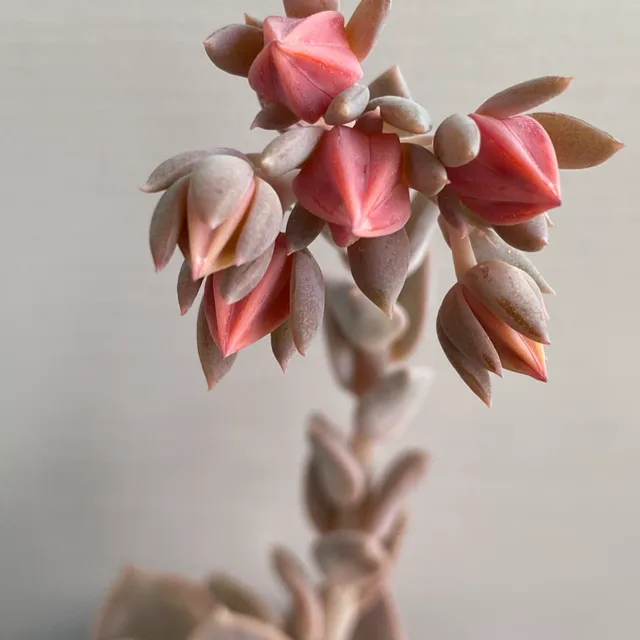 토토