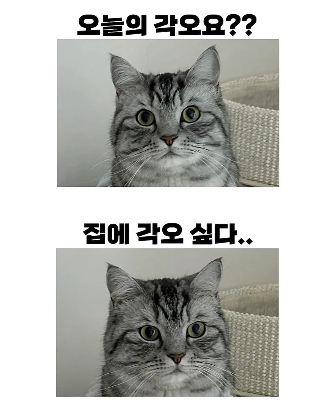 집에각오싶은고양이