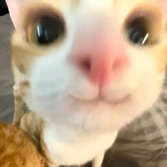 미야오클럽