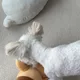 야르렁