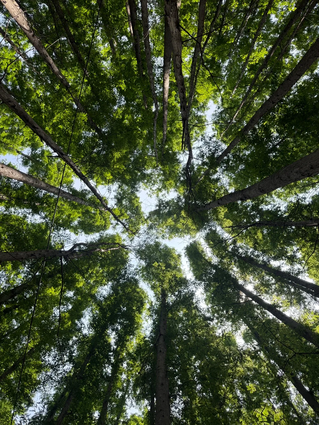 세네카
