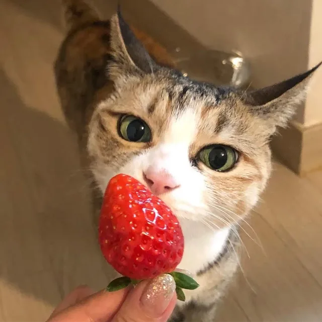 낭만고양이