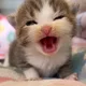 안냥나는고양이