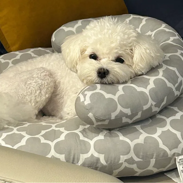 둥이