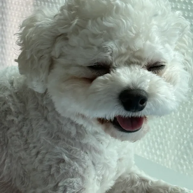 걈쟈