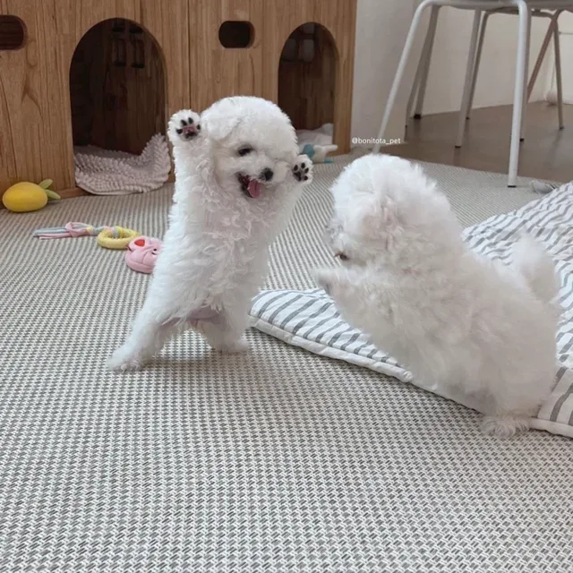 최자몽