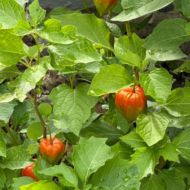 당근채굴꾼
