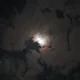 호우