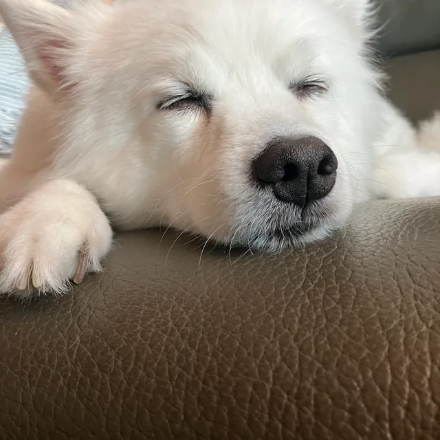 강아
