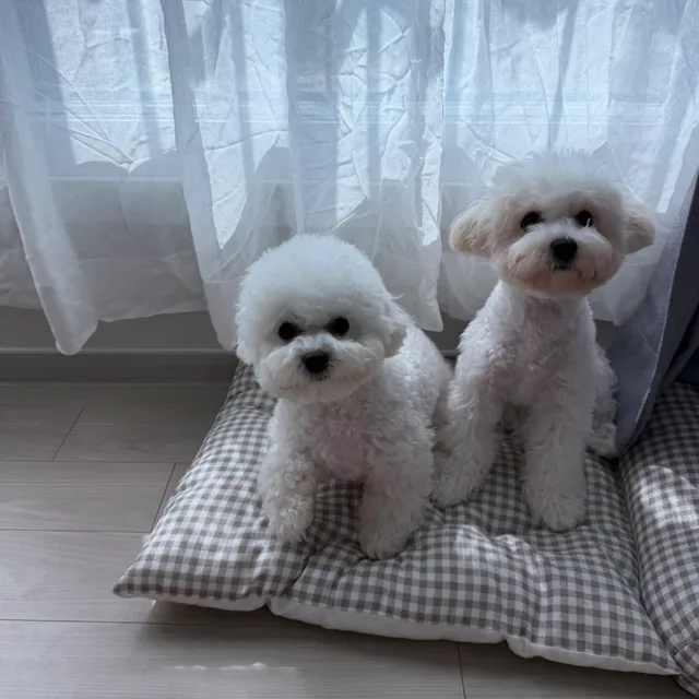 당근당근