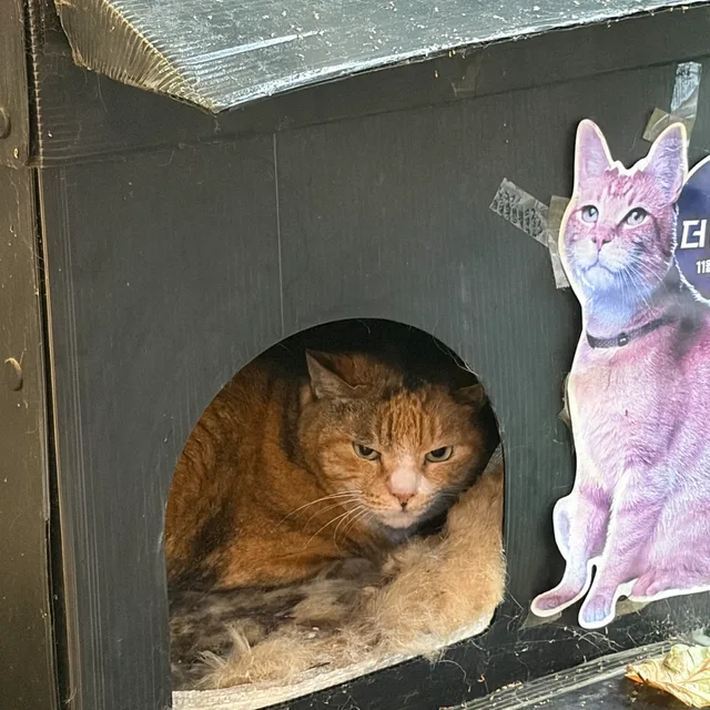 껍질