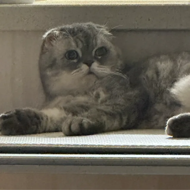 안이