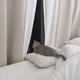 toy