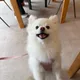 조랭이