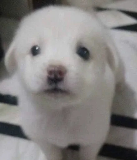 복팔