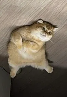 감자무봤니