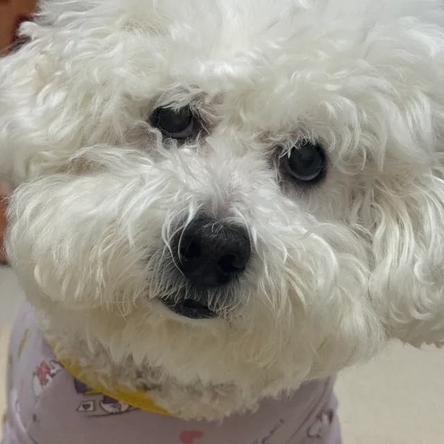 이빵