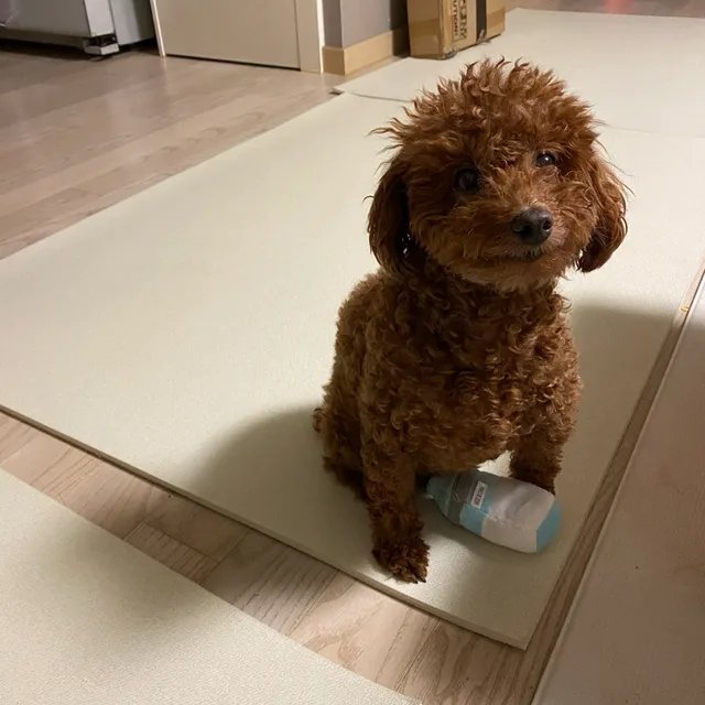 떰스