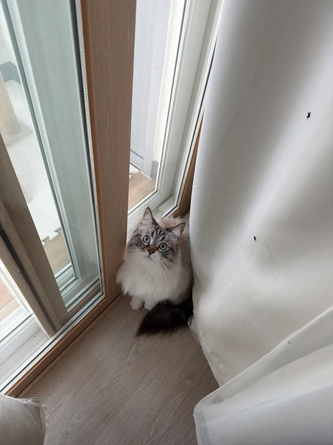 뽀양
