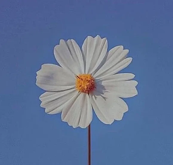 모카