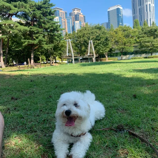 주토피아