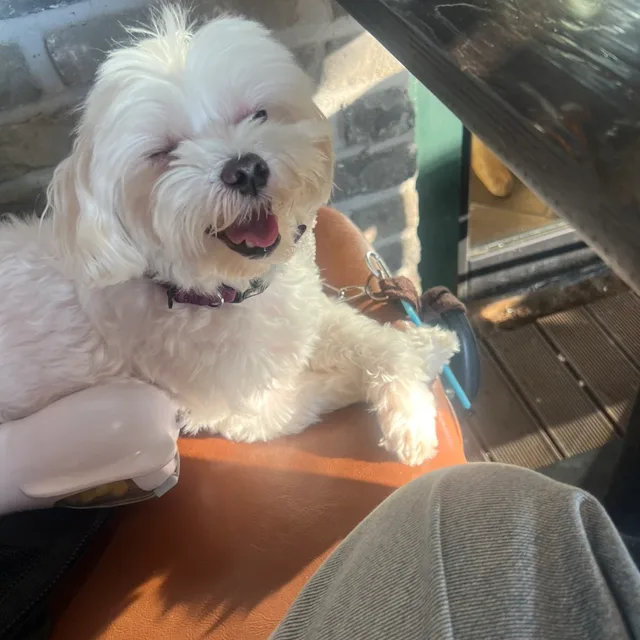 똥이