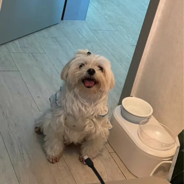 뽀숑숑