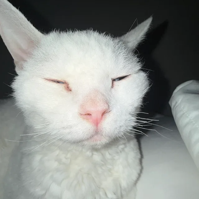 고양이로우