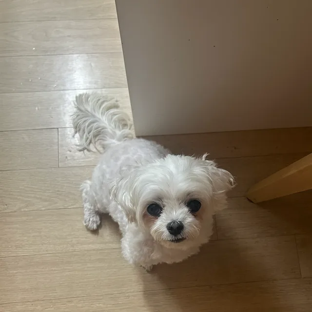링가링가