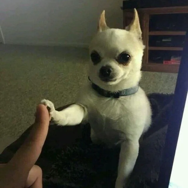 단백질바