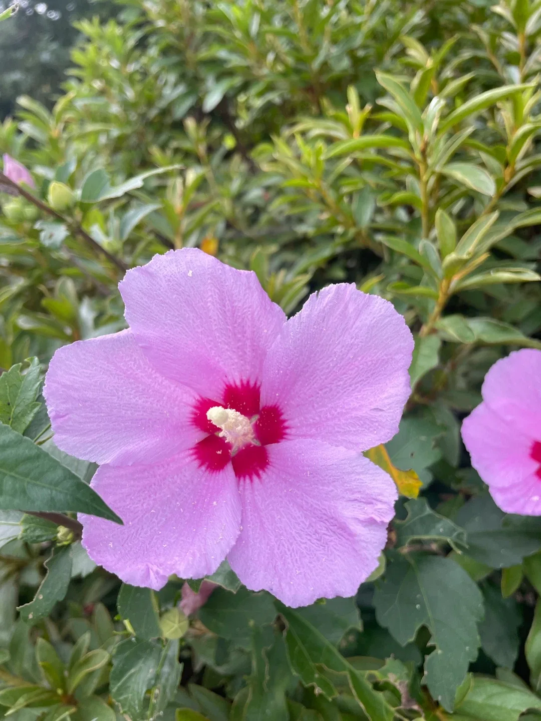 오브렐라