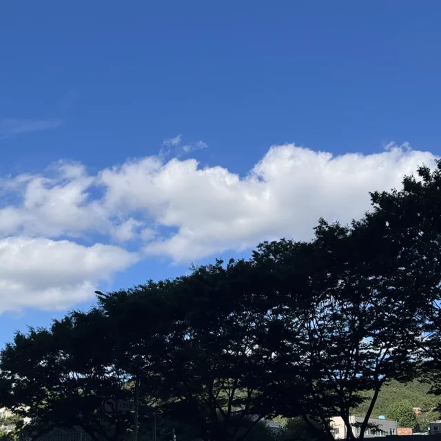 연어쵸밥