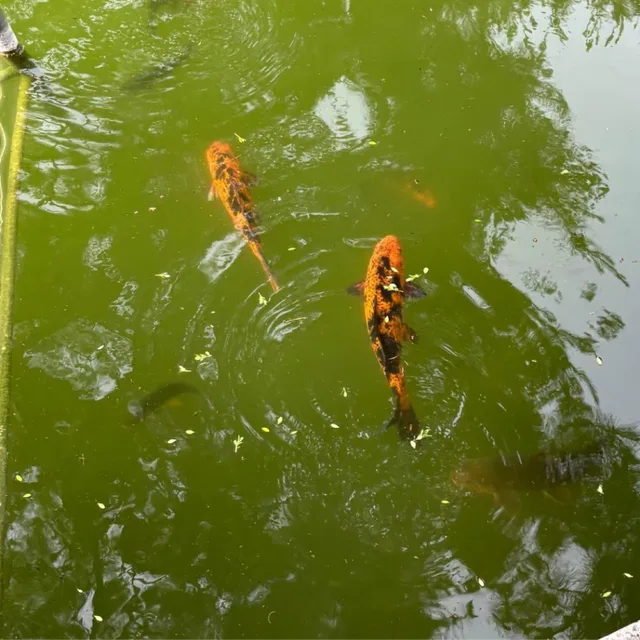 바보