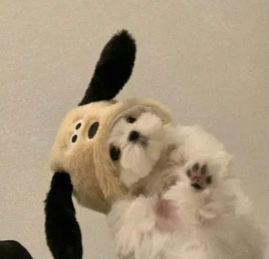 Daaan