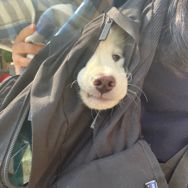 김빼꼼