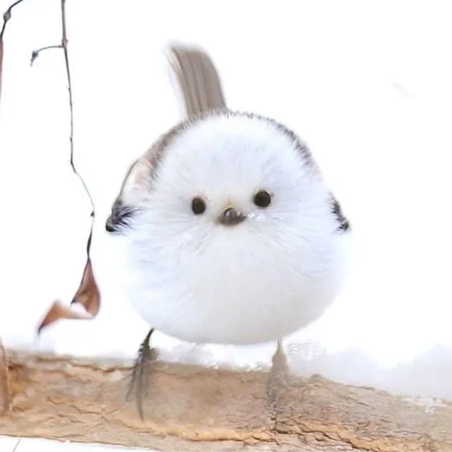 흰오목눈이