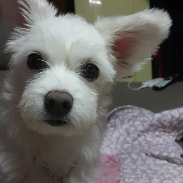 당근이지
