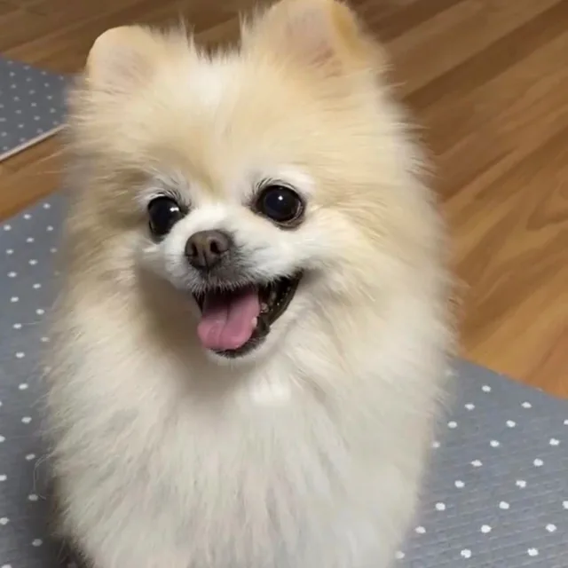 망고