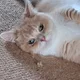 마꼬