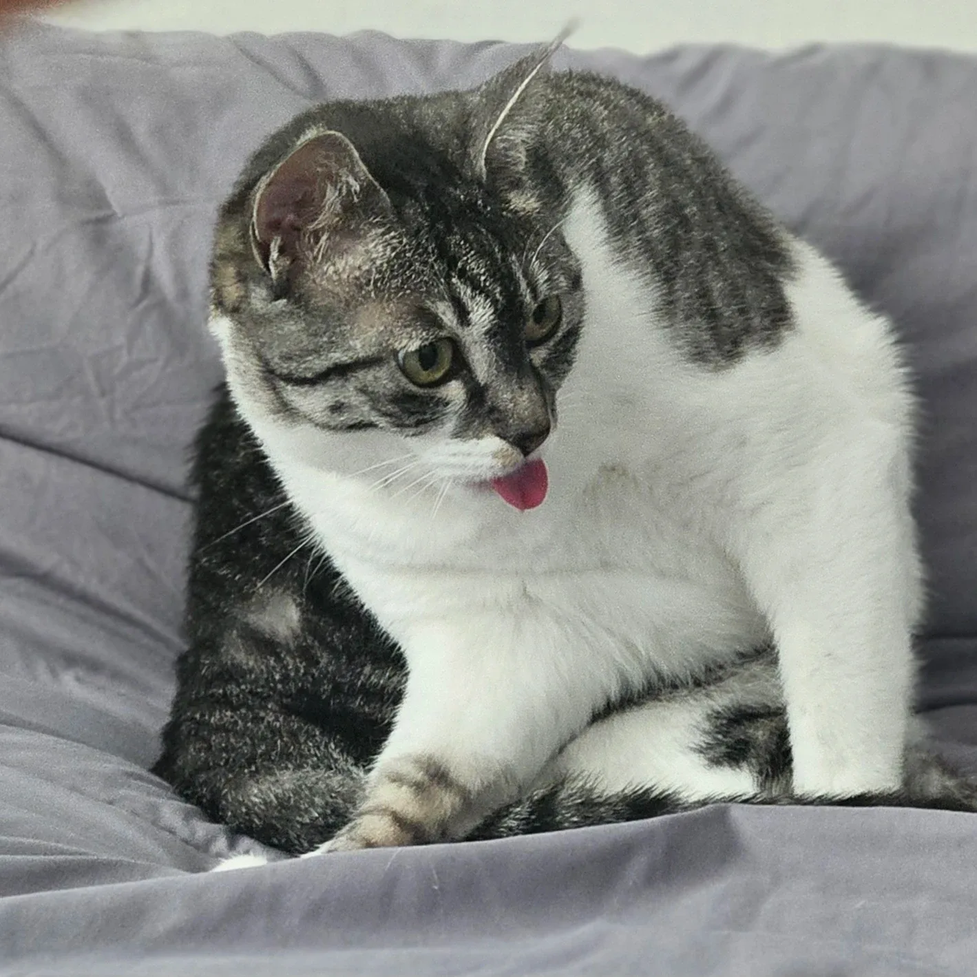 김콩