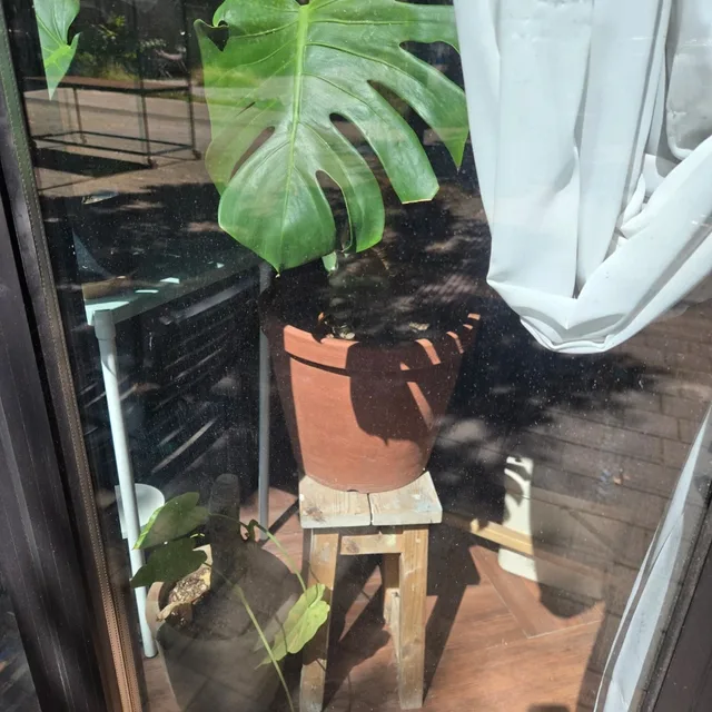 돈데크만