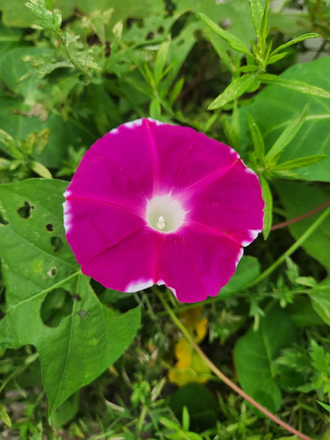 쁘띠